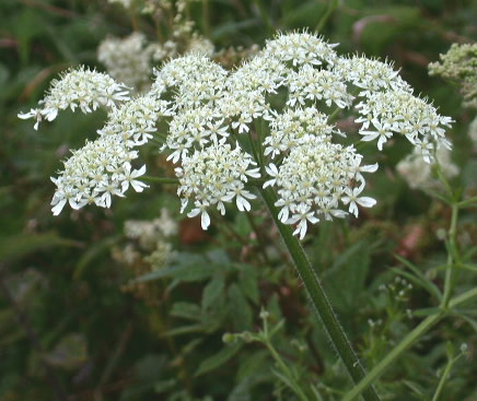  Image name: panace3.jpg 
 width: 436 pixel 
 height: 367 pixel 
 Size: 54523 bytes 
 Click to enlarge 